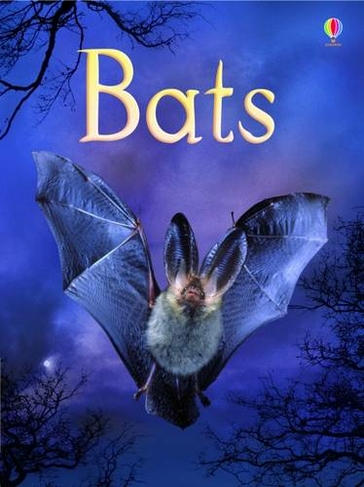 Bats: (Beginners)