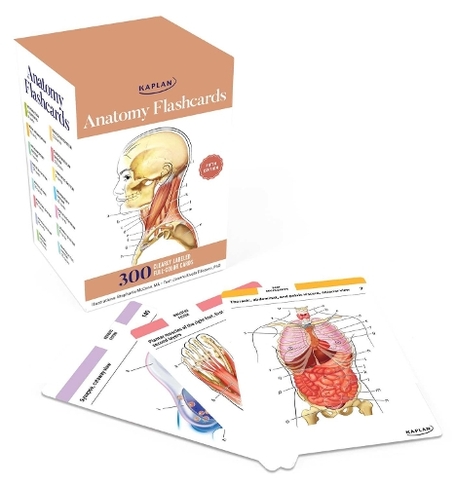 Anatomy Flashcards: 300 Flashcards with Anatomically Precise Drawings and Exhaustive Descriptions: (Fifth Edition)