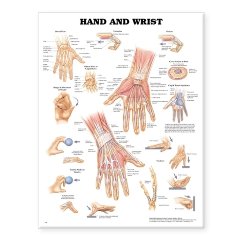 Hand and Wrist Anatomical Chart