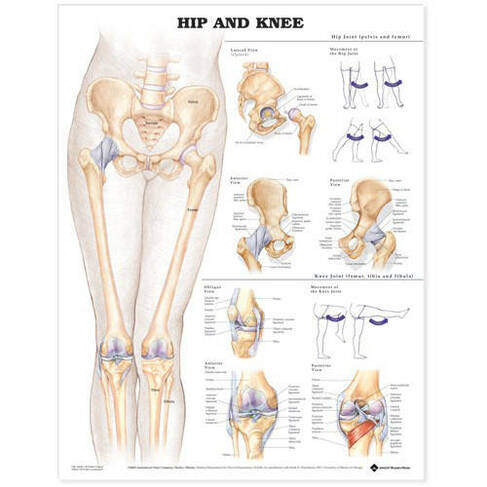 Hip and Knee Anatomical Chart: (2nd edition)