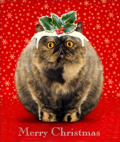 Portfolio Fat Pudding Cat Christmas Card