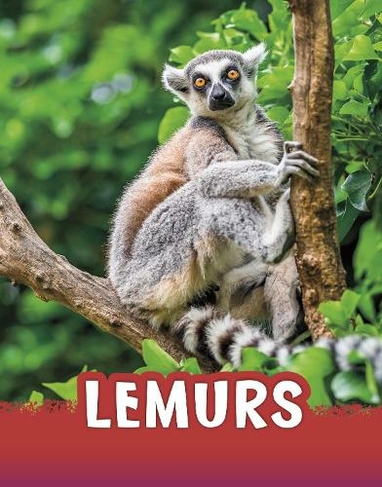 Lemurs: (Animals)