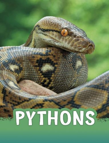 Pythons: (Animals)