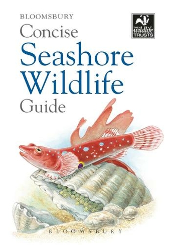 Concise Seashore Wildlife Guide: (Concise Guides)