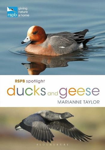 RSPB Spotlight Ducks and Geese: (RSPB)