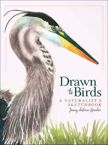 Drawn to Birds: A Naturalist's Sketchbook (Jenny Geuder Art)