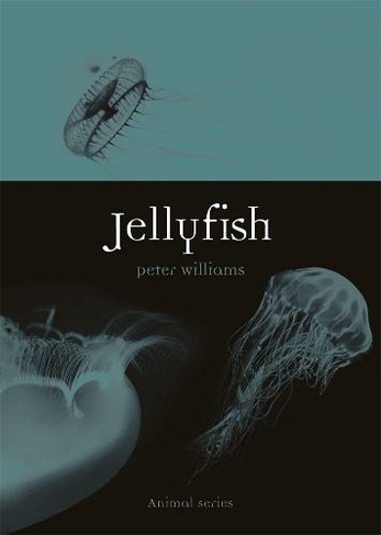 Jellyfish: (Animal)